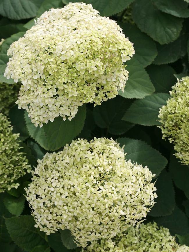 Hydrangea Lime Rickey