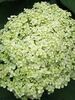 Hydrangea Lime Rickey