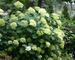 Hydrangea Lime Rickey