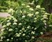 Hydrangea Lime Rickey