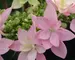 Hydrangea Passion