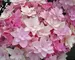 Hydrangea Passion