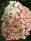 Hydrangea paniculata Bobo