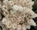 Hydrangea paniculata Bobo