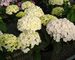 Hydrangea Double Delights Peace