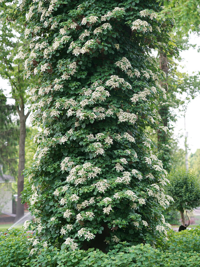 HYPET-0-Hydrangea-Petiolaris3-