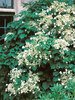 Hydrangea Petiolaris