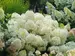 Hydrangea Puffer Fish