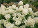 Hydrangea Puffer Fish