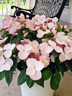 Hydrangea