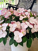 Hydrangea Game Changer Picotee