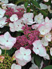 Hydrangea Game Changer Picotee