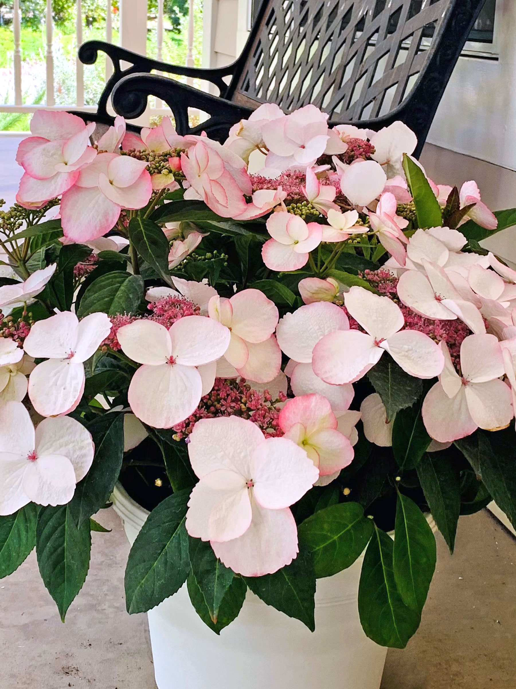 Hydrangea Game Changer Picotee | Bluestone Perennials