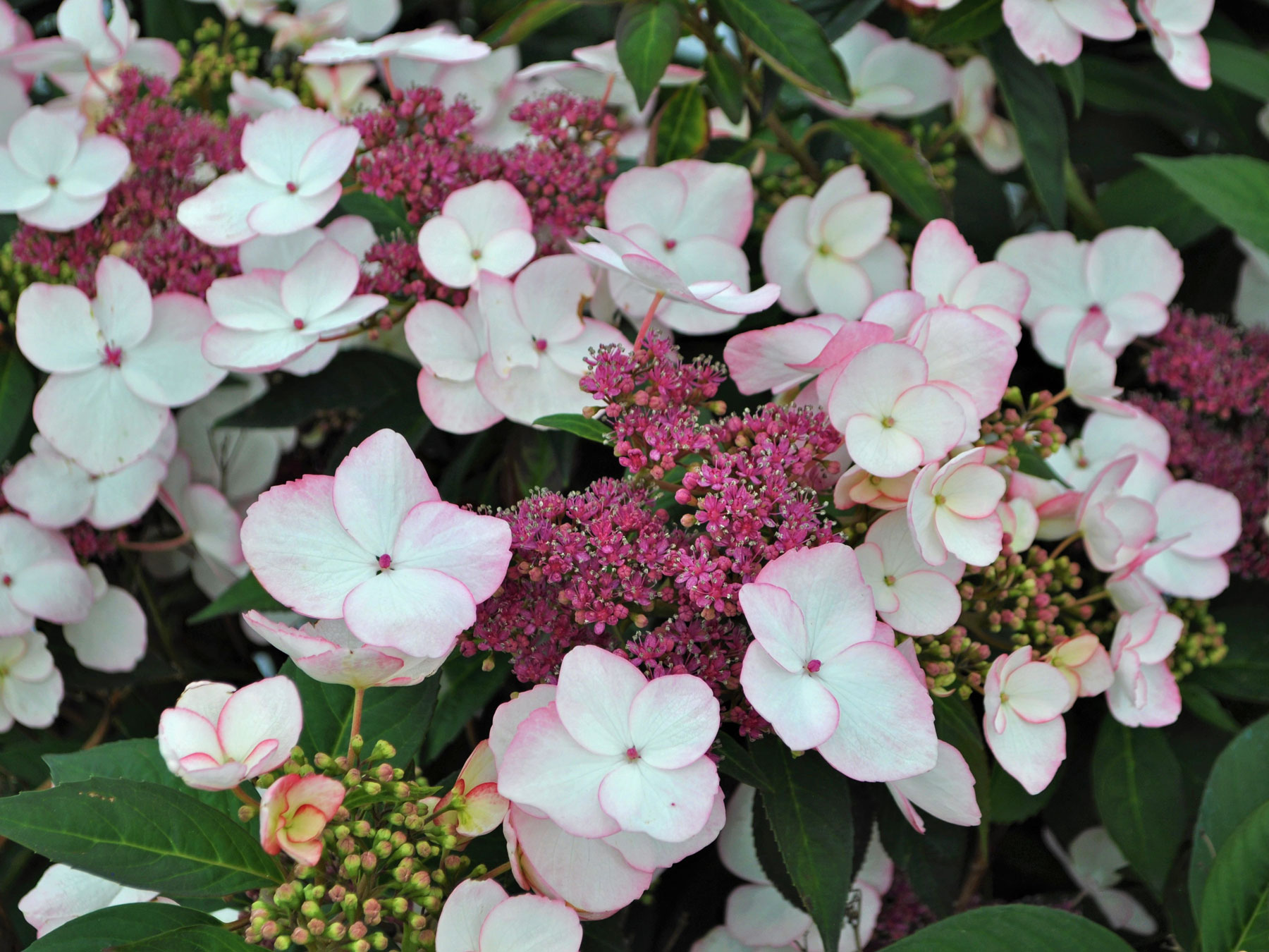 Hydrangea Game Changer Picotee | Bluestone Perennials