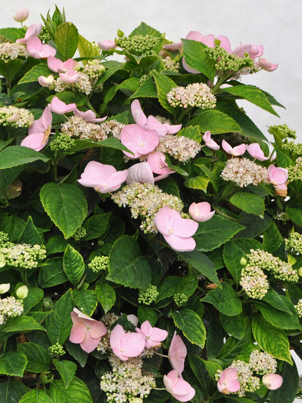 Hydrangea Game Changer Pink