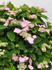 Hydrangea Game Changer Pink