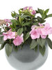 Hydrangea Game Changer Pink