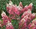 Hydrangea Pinky-Winky