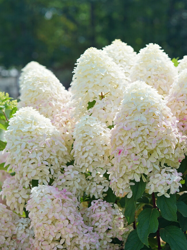 Image of Quickfire hydrangea white cone shaped