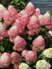 Hydrangea Quick Fire Fab