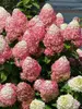 Hydrangea Quick Fire Fab