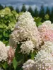 Hydrangea Quick Fire Fab