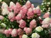 Hydrangea Quick Fire Fab