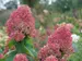 Hydrangea Quick Fire Fab