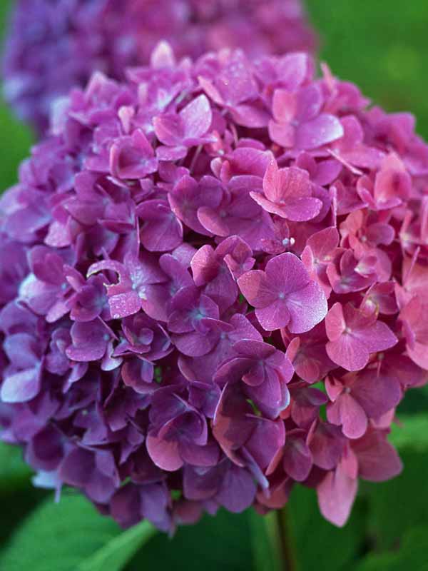 HYRA-0a-Hydrangea-Lets-Dance-
