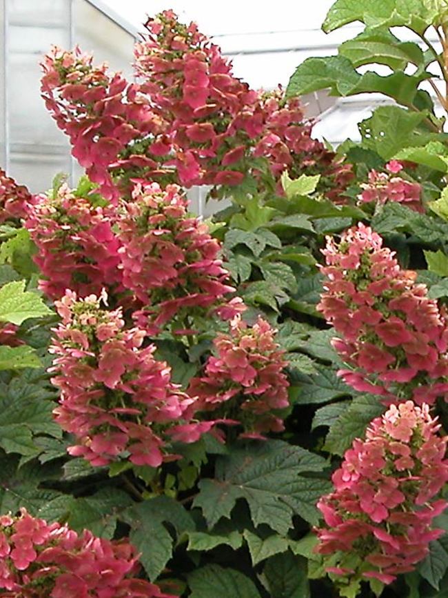 Image of Ruby Slippers hydrangea