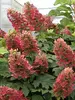 Hydrangea Ruby Slippers