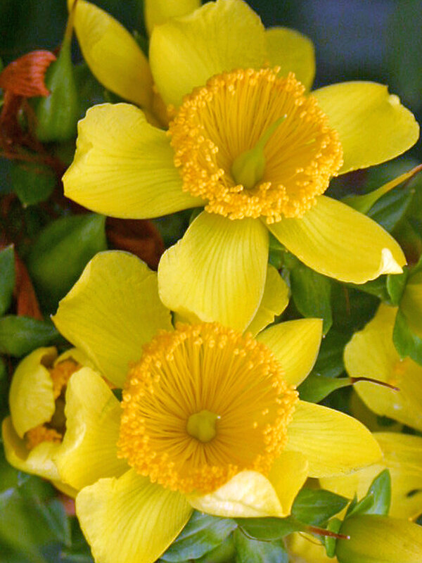 Hypericum Sunny Boulevard