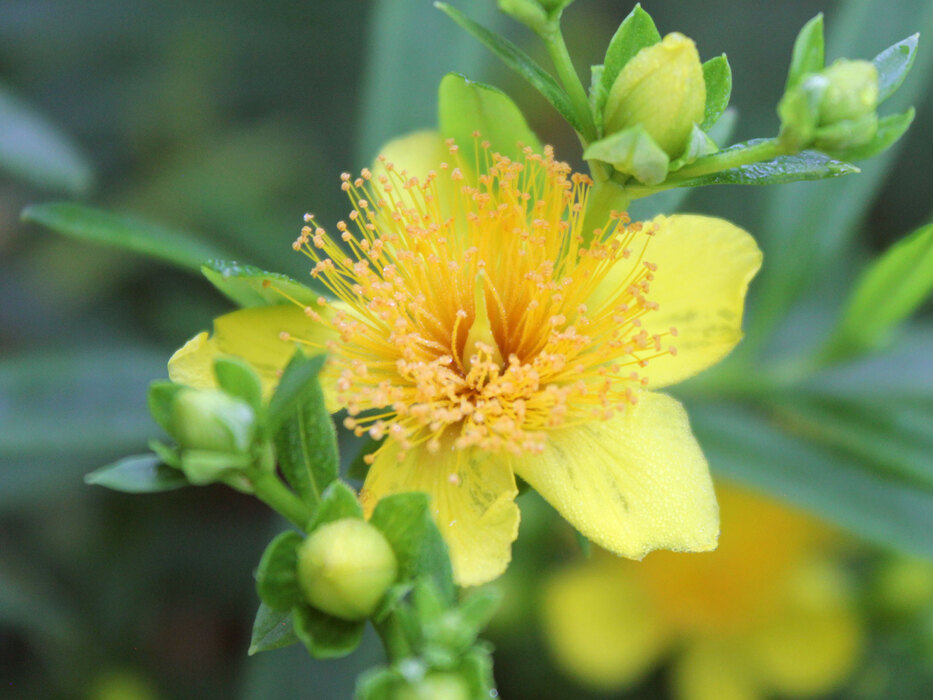Hypericum Sunny Boulevard | Bluestone Perennials