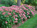 Hydrangea Invincibelle Spirit II