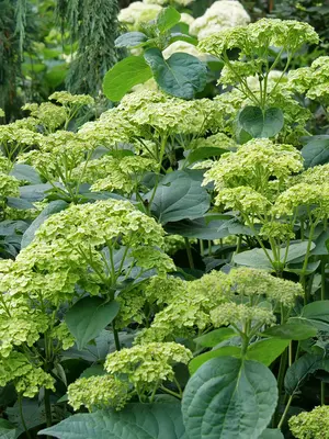 Link to Hydrangea Invincibelle Sublime&#153;
