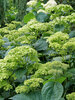 Hydrangea Invincibelle Sublime