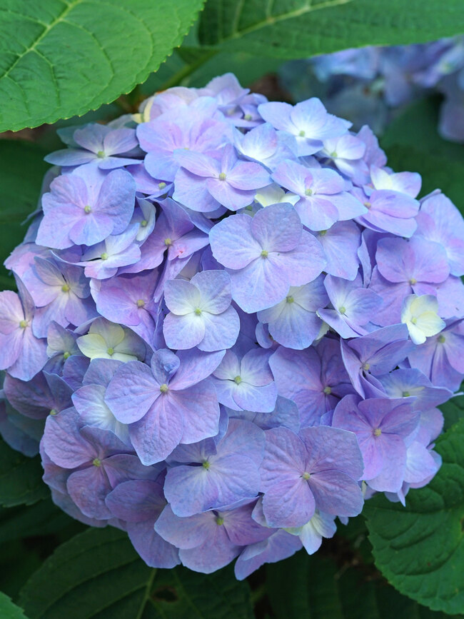 Hydrangea Let's Dance Sky View