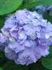 Hydrangea Let's Dance Sky View