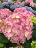 Hydrangea Let's Dance Sky View