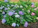 Hydrangea Let's Dance Sky View