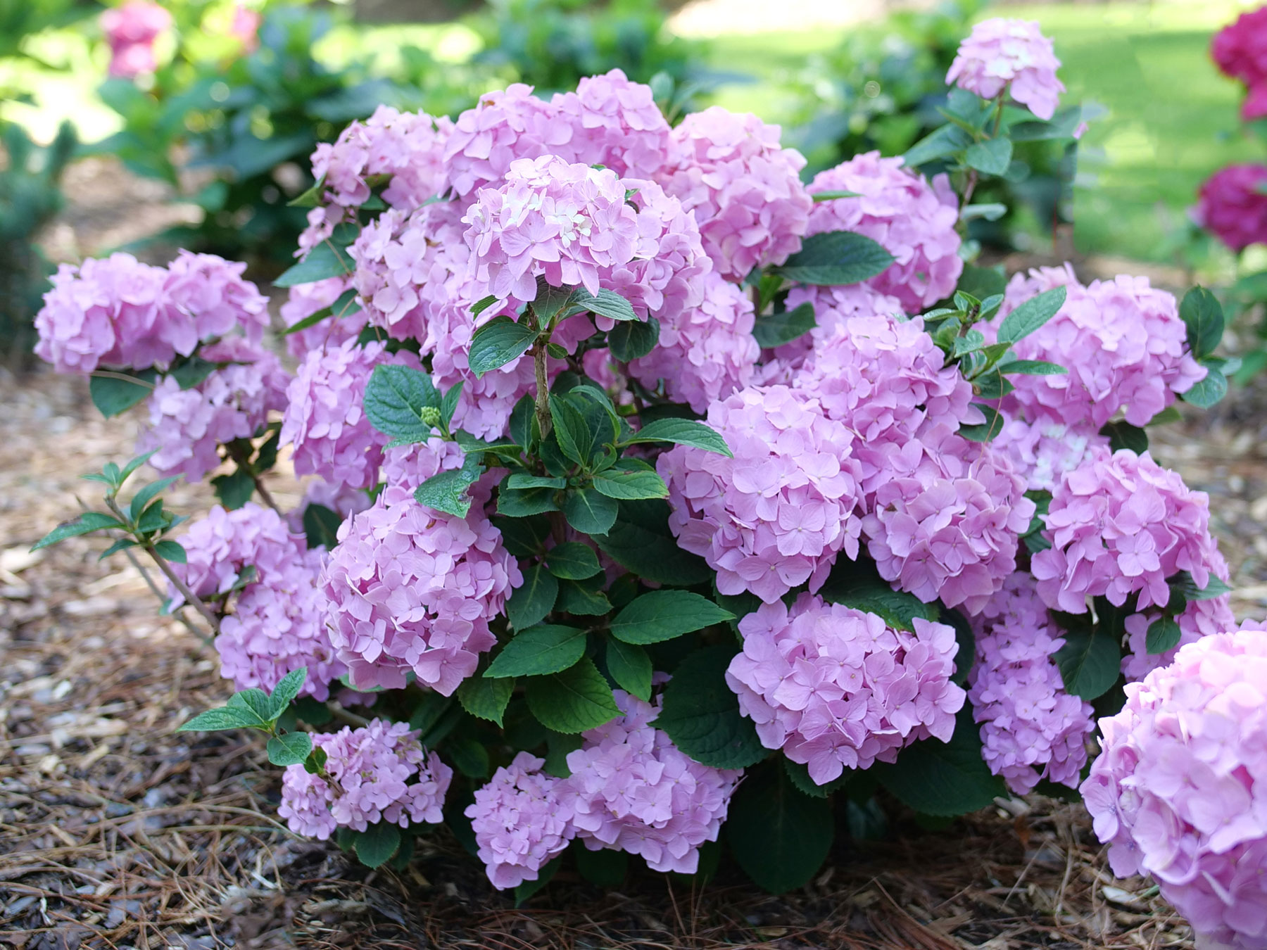 【定価60000円チタンモデル】アキレギア/Hydrangea Hydrangea Let's Dance Sky View | Bluestone Perennials