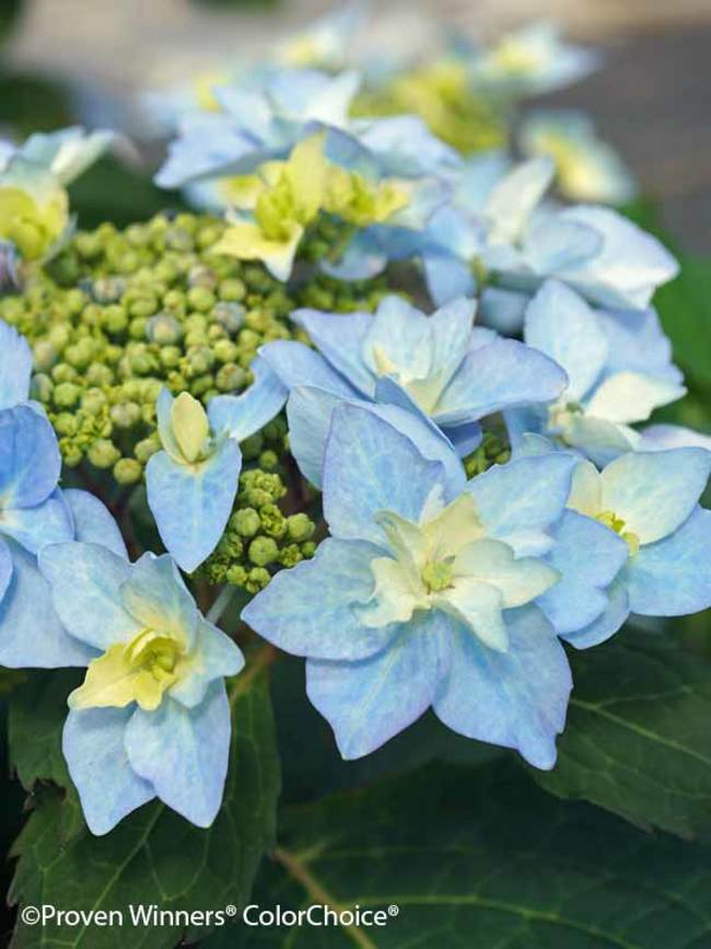 Tiny Tuff Stuff™ Hydrangea 