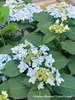 Hydrangea Tuff Stuff Ah-Ha