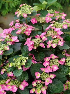 Link to Hydrangea Tuff Stuff&#153; Top Fun&reg;
