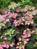 Hydrangea Tuff Stuff Top Fun