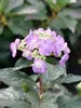 Hydrangea Tuff Stuff Top Fun