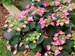 Hydrangea Tuff Stuff Top Fun
