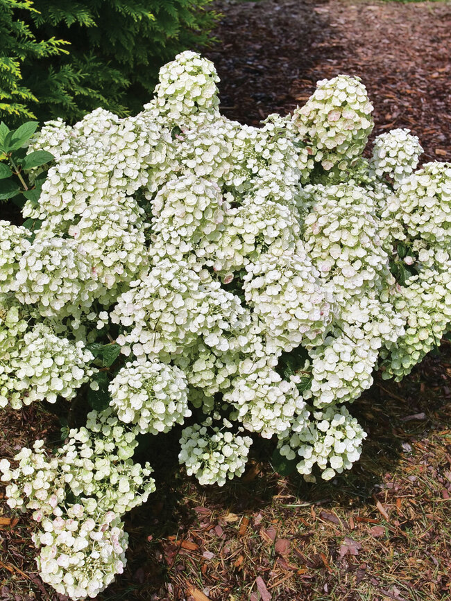 Hydrangea Tiny Quick Fire