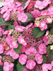 Hydrangea Tuff Stuff