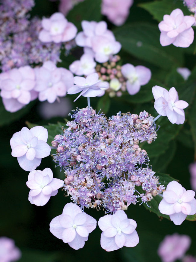 Hydrangea Tiny Tuff Stuff (Mountain Hydrangea)